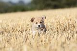 CORGI PEMBROKE 087